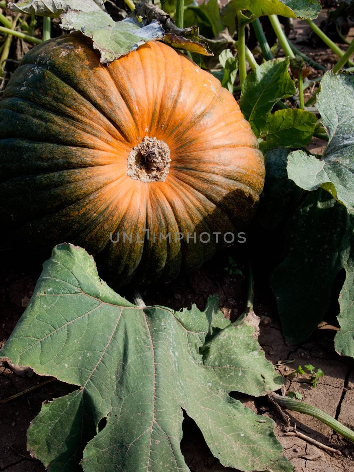 Pumpkin growing in a field on the vine