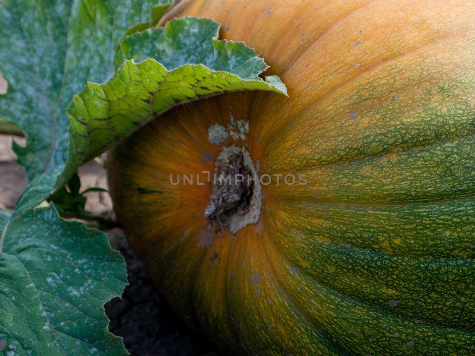 Pumpkin growing in a field by chaosmediamgt