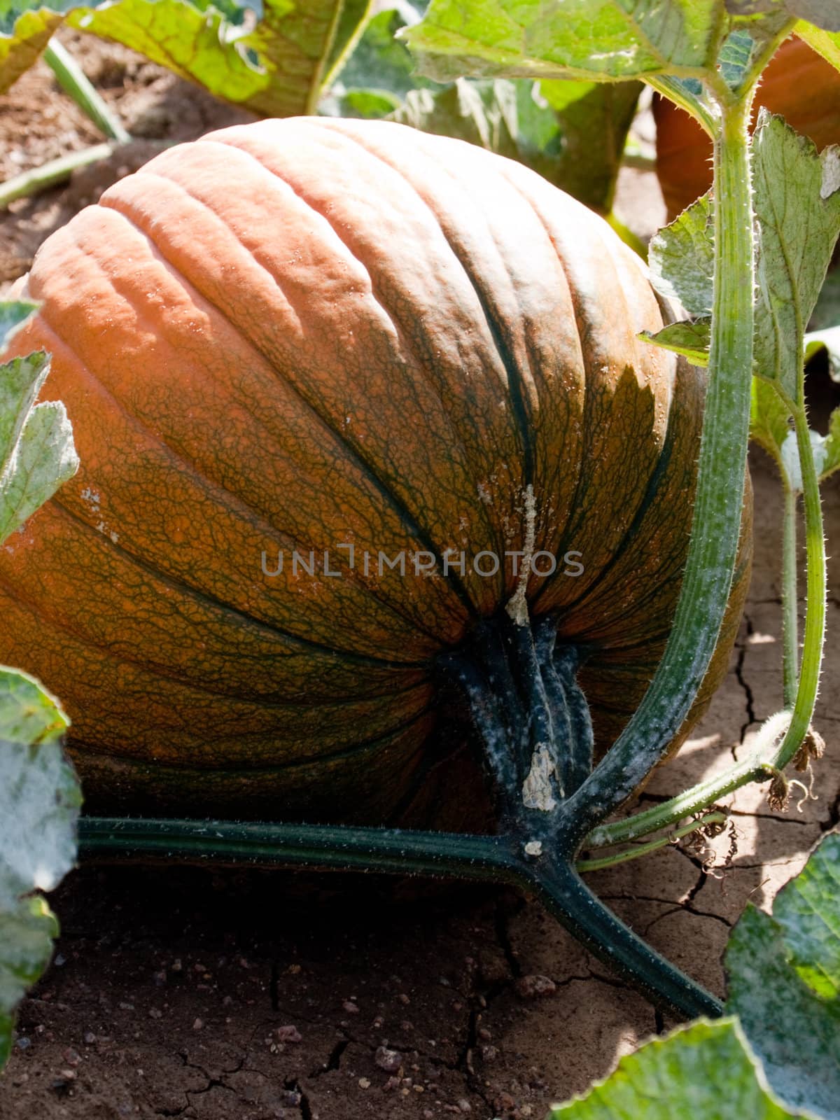 Organic Pumpkin growing in a field