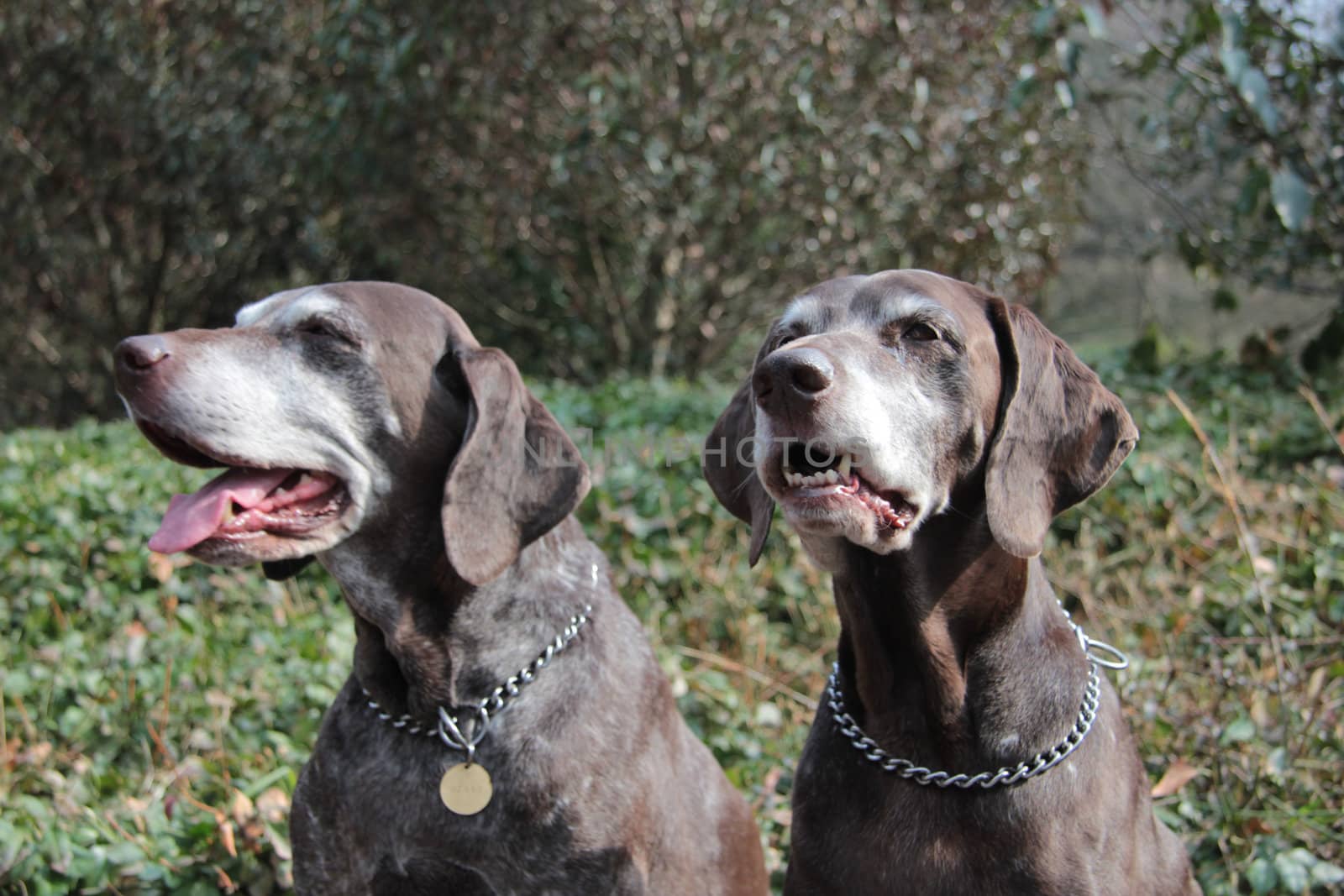 senior pointer sisters, german shorthaired pointers by studioportosabbia