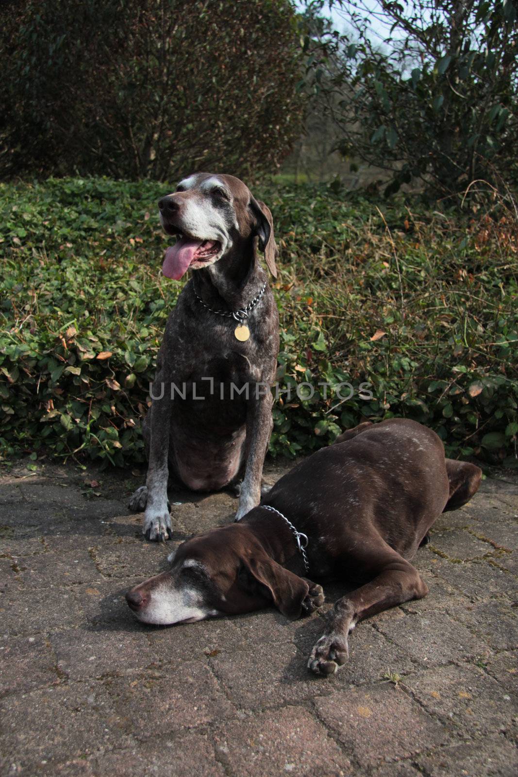 senior pointer sisters, german shorthaired pointers by studioportosabbia