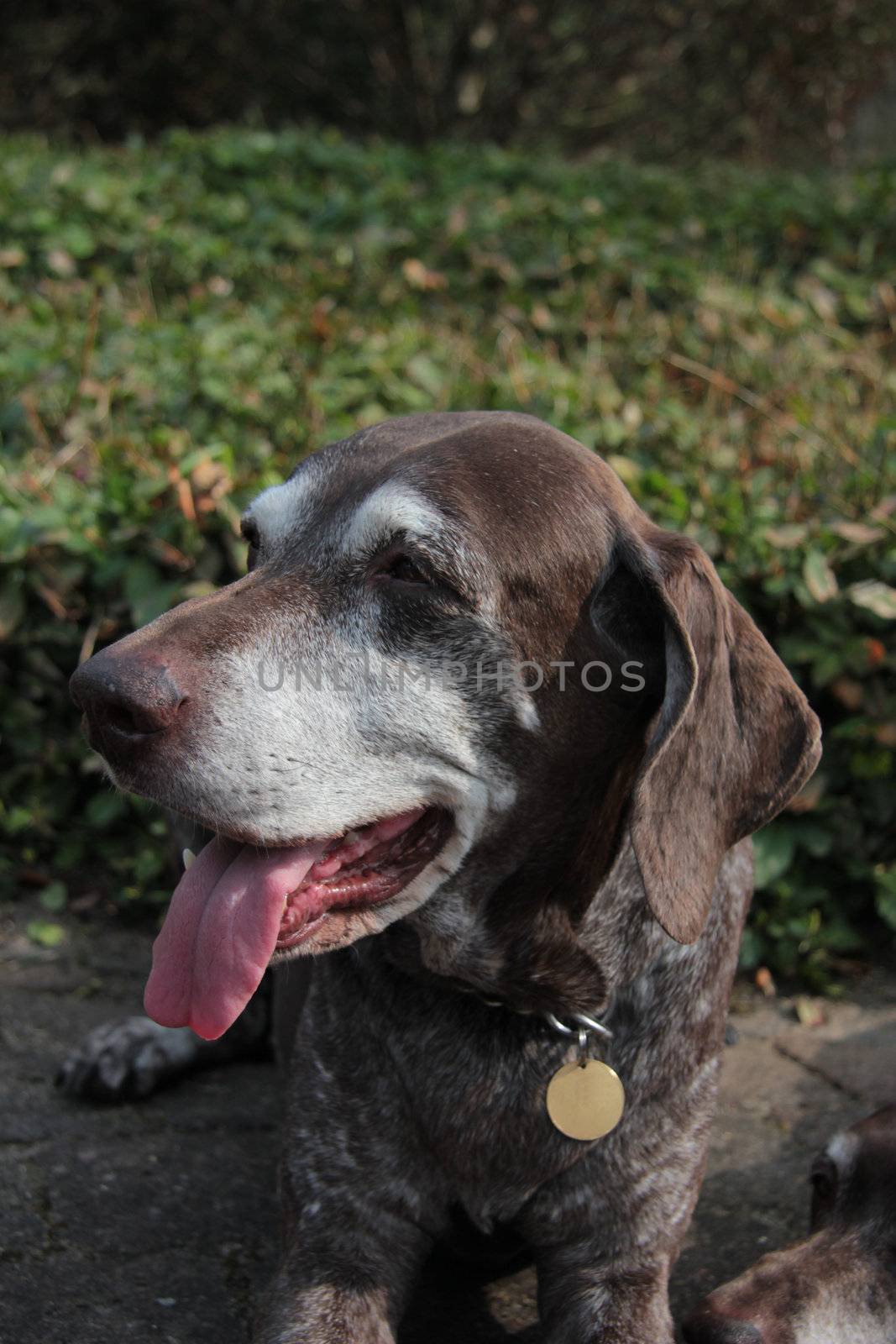 Female german shorthaired pointer by studioportosabbia