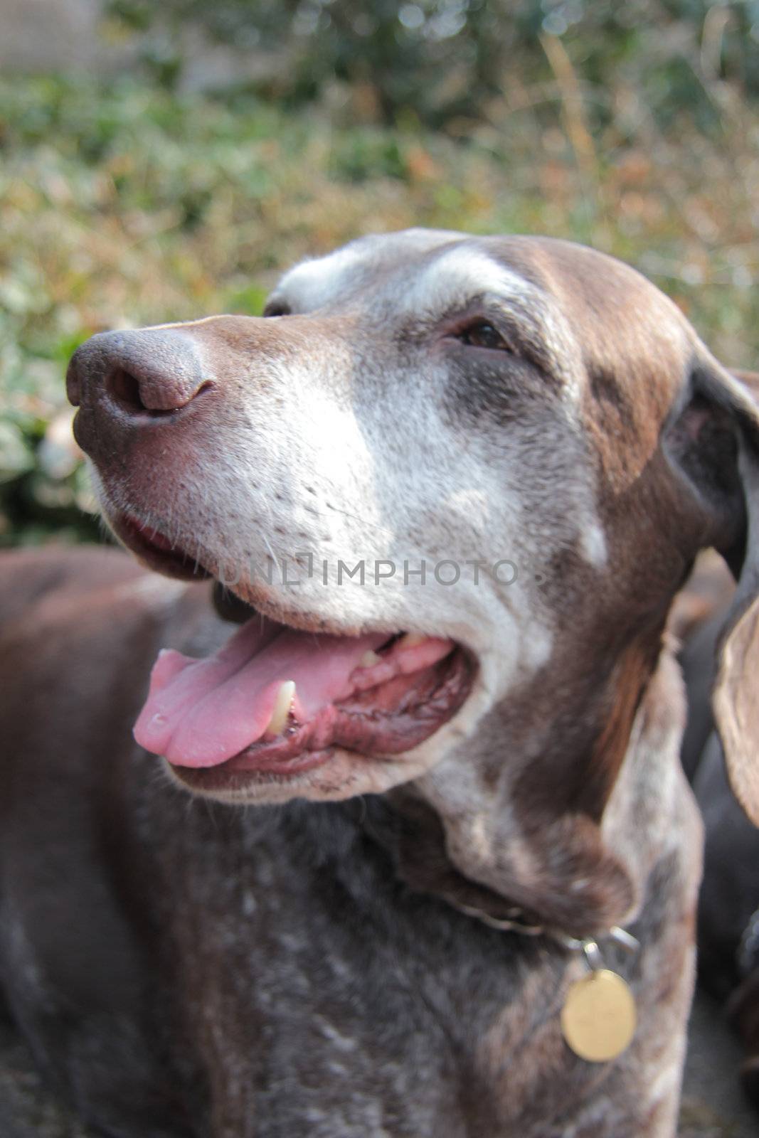 Female german shorthaired pointer dog at the age of eleven