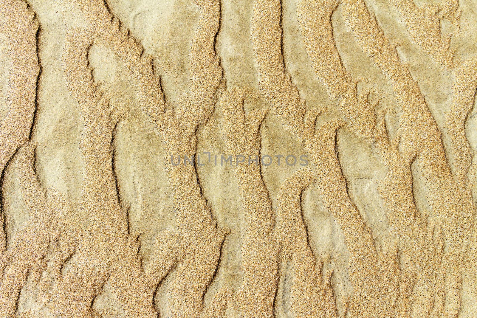 	
patterns of erosion of sand in the background