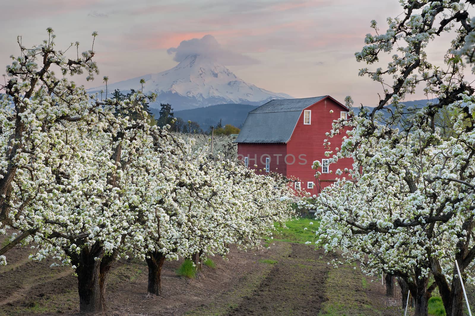 Red Barn in Pear Orchard in Hood River Oregon at Sunset