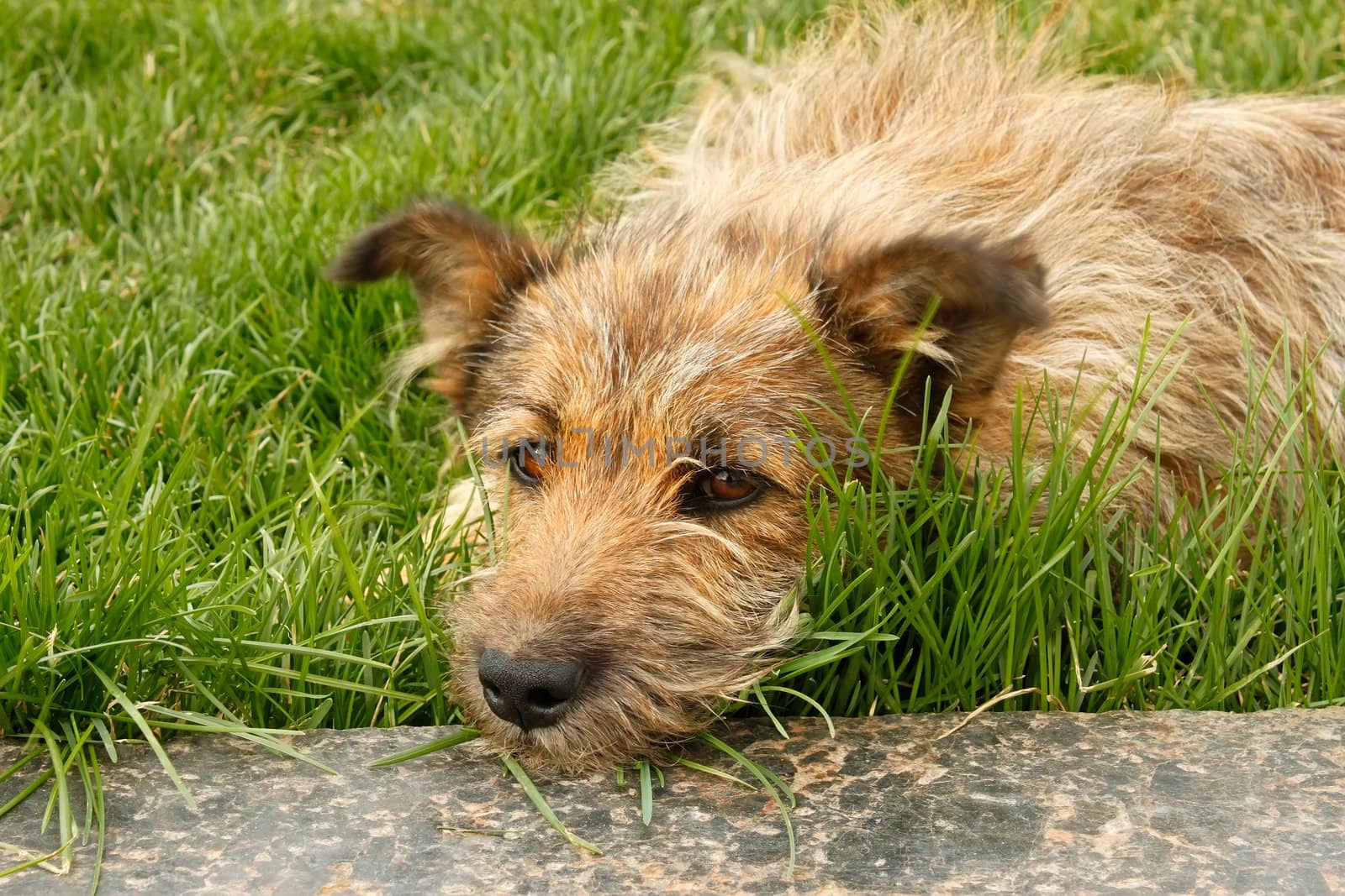 Strolling dog lying on green grass resting head on a marble slab