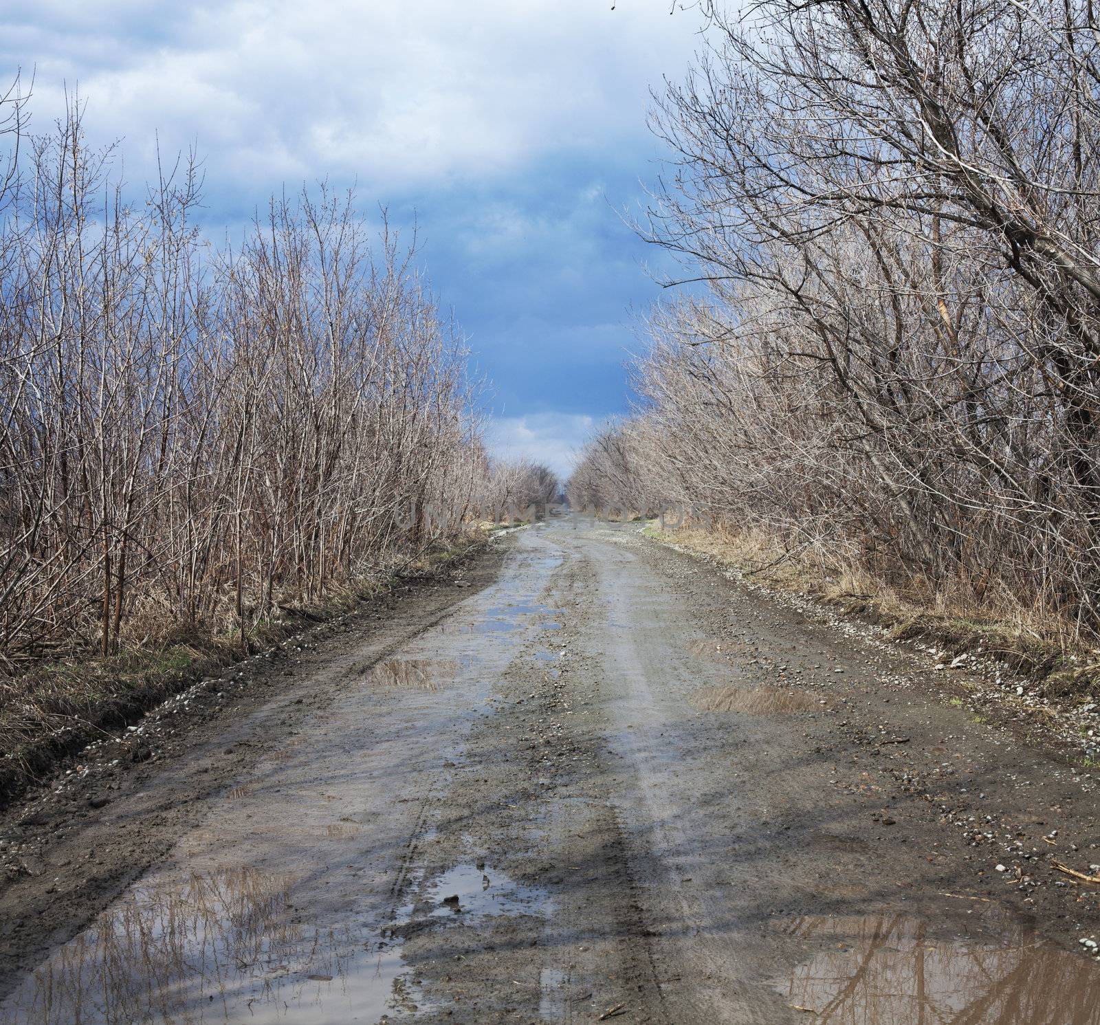 Puddles on a rural road surrounded by trees