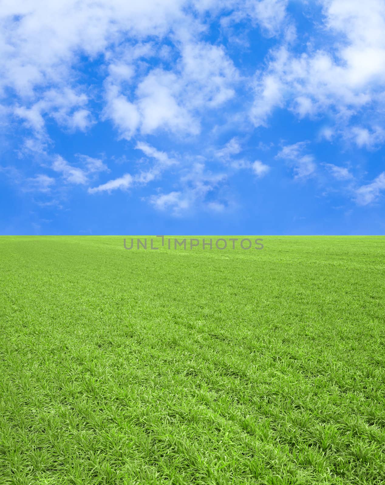 field of green grass and blue sky with clouds
