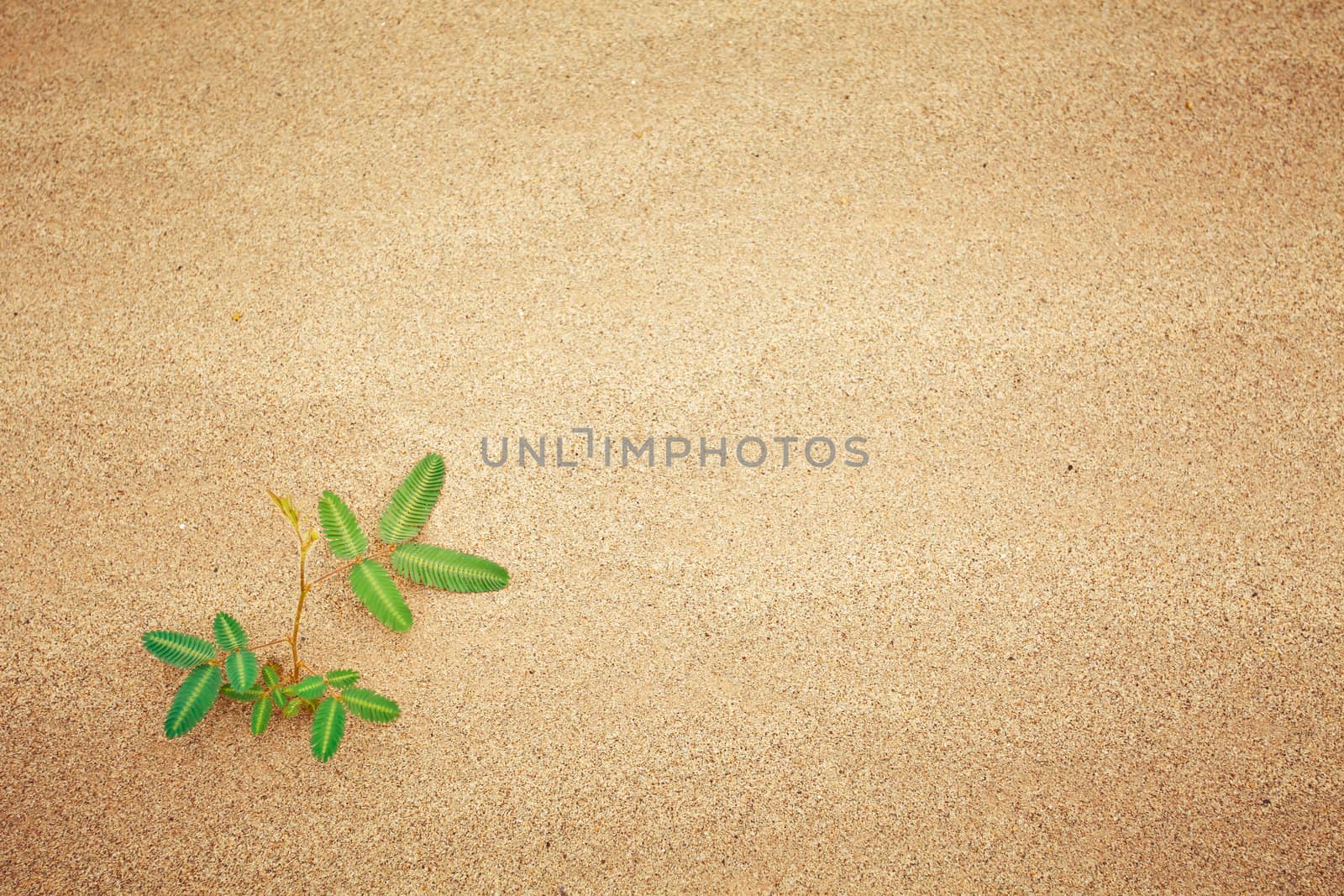 Green plant growing trough sand of the desert