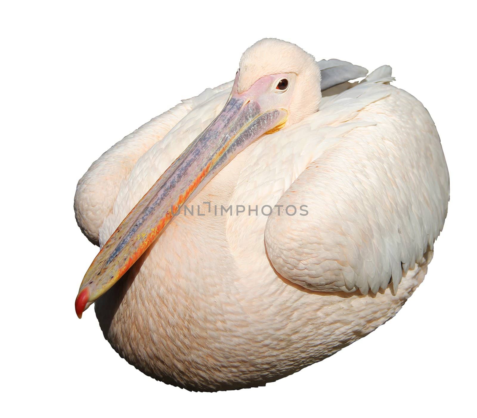 Great White Pelican (Pelecanus onocrotalus)isolated on white