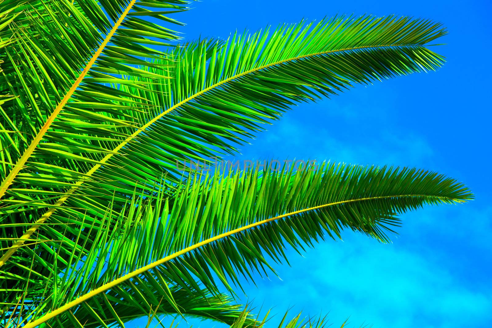 green palm leaf on blue sky by motorolka