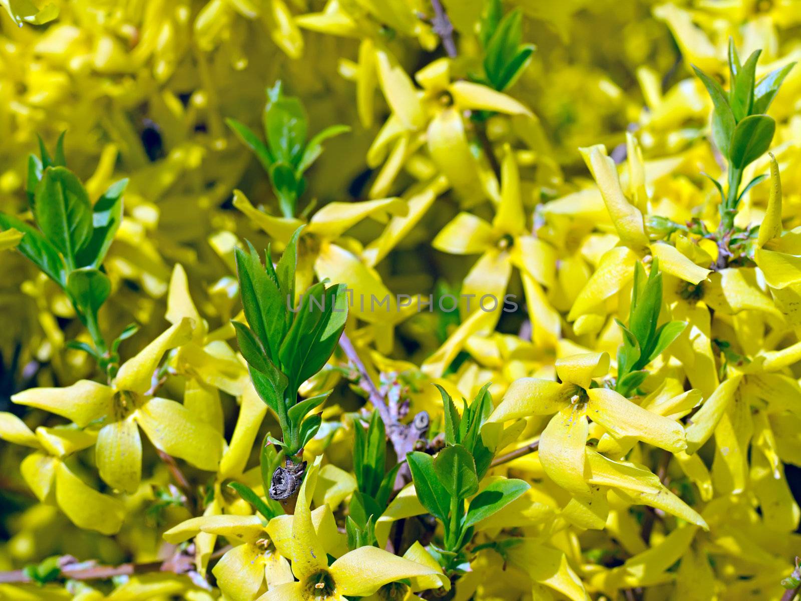 yellow flowers and young green shoots in the background