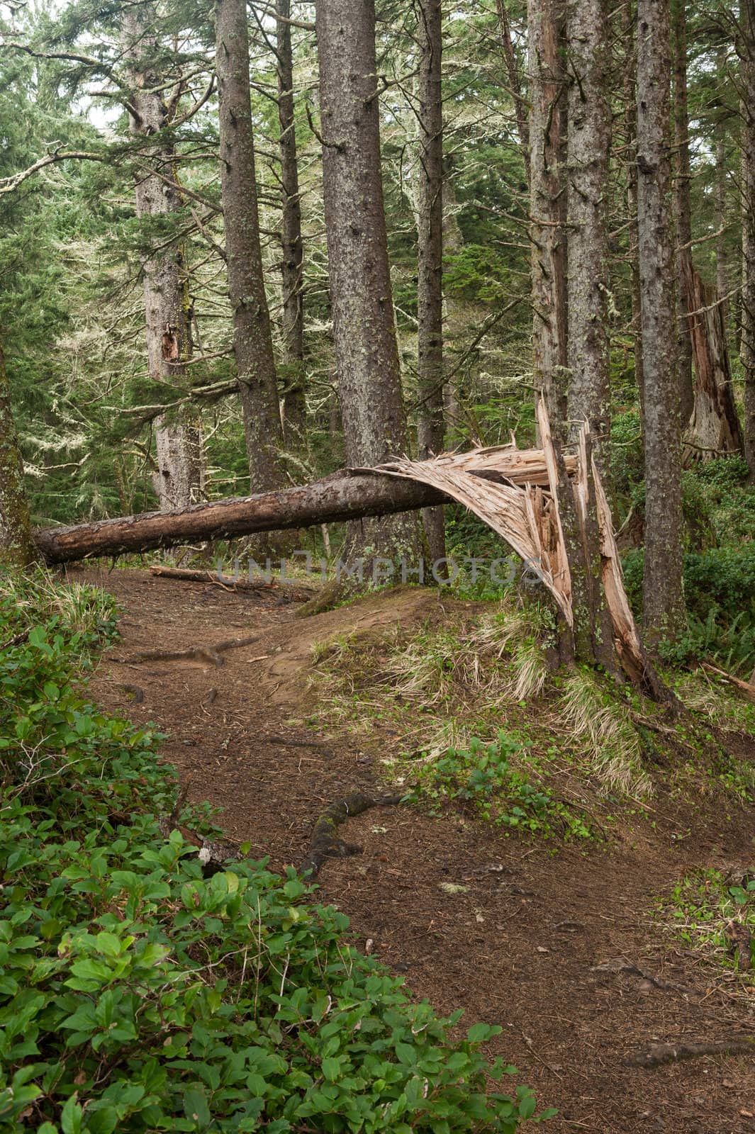 forest trail with wind downed tree by rongreer