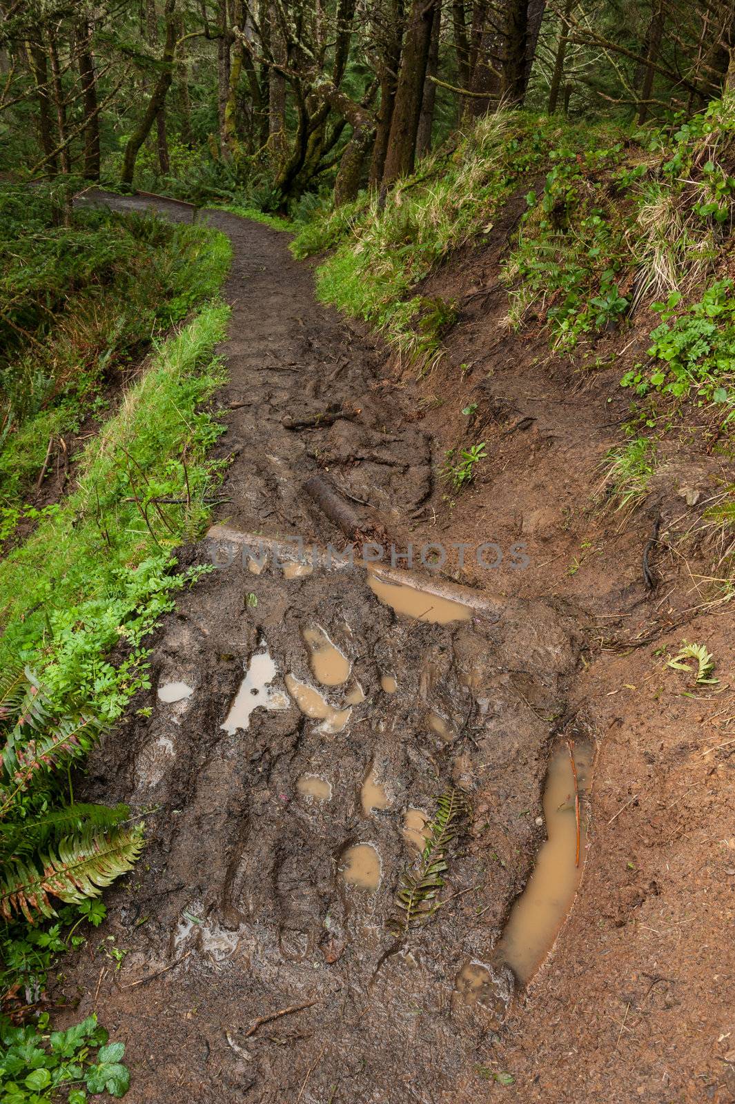 muddy eroded trail, Oregon by rongreer