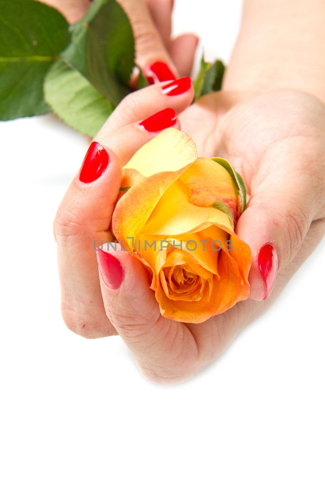 Woman hands with red manicure and rose