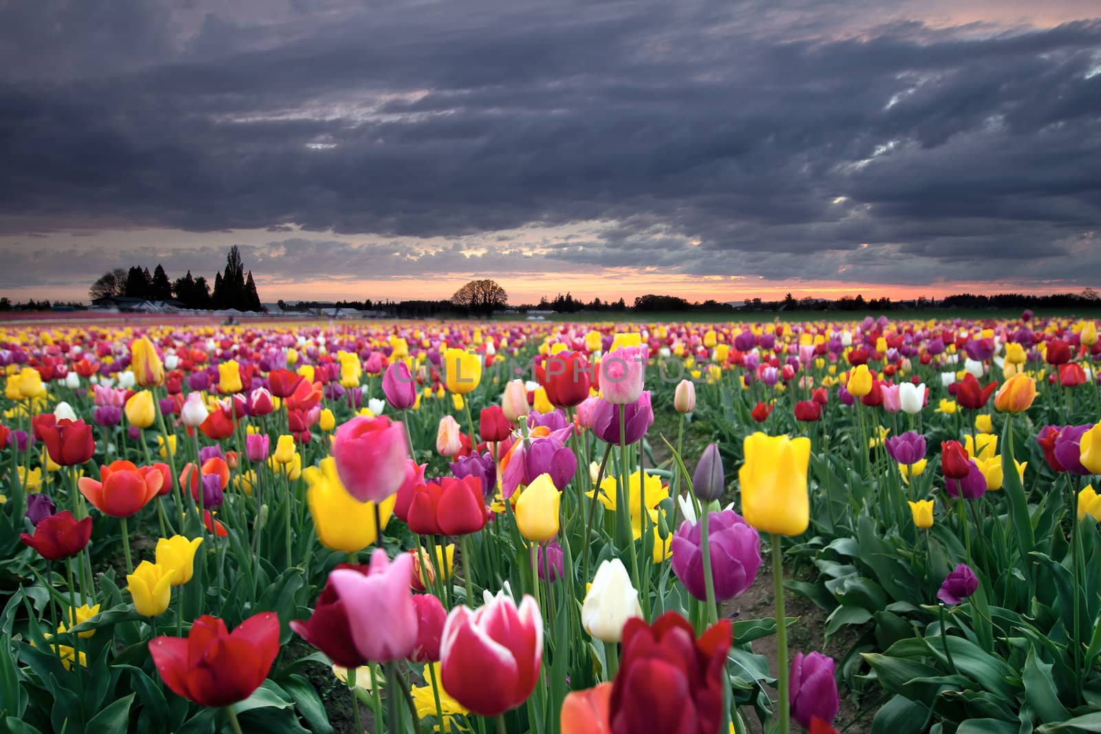 Sunset over Colorful Tulip Flowers by jpldesigns