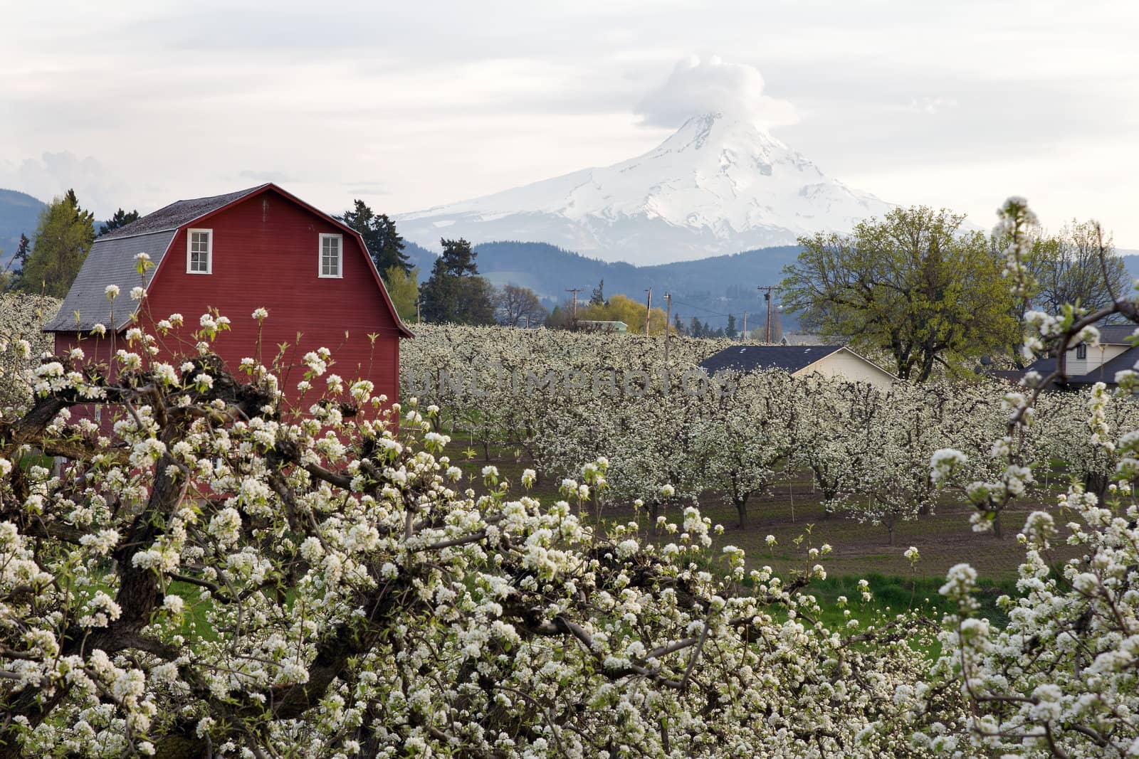 Red Barn in Hood River Pear Orchard by jpldesigns