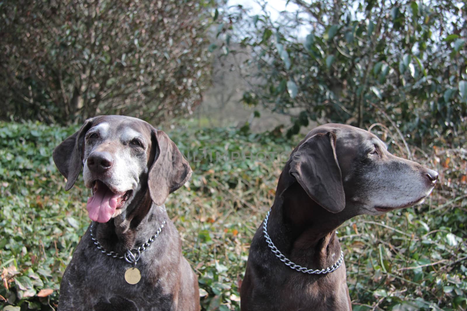 senior pointer sisters, german shorthaired pointers by studioportosabbia