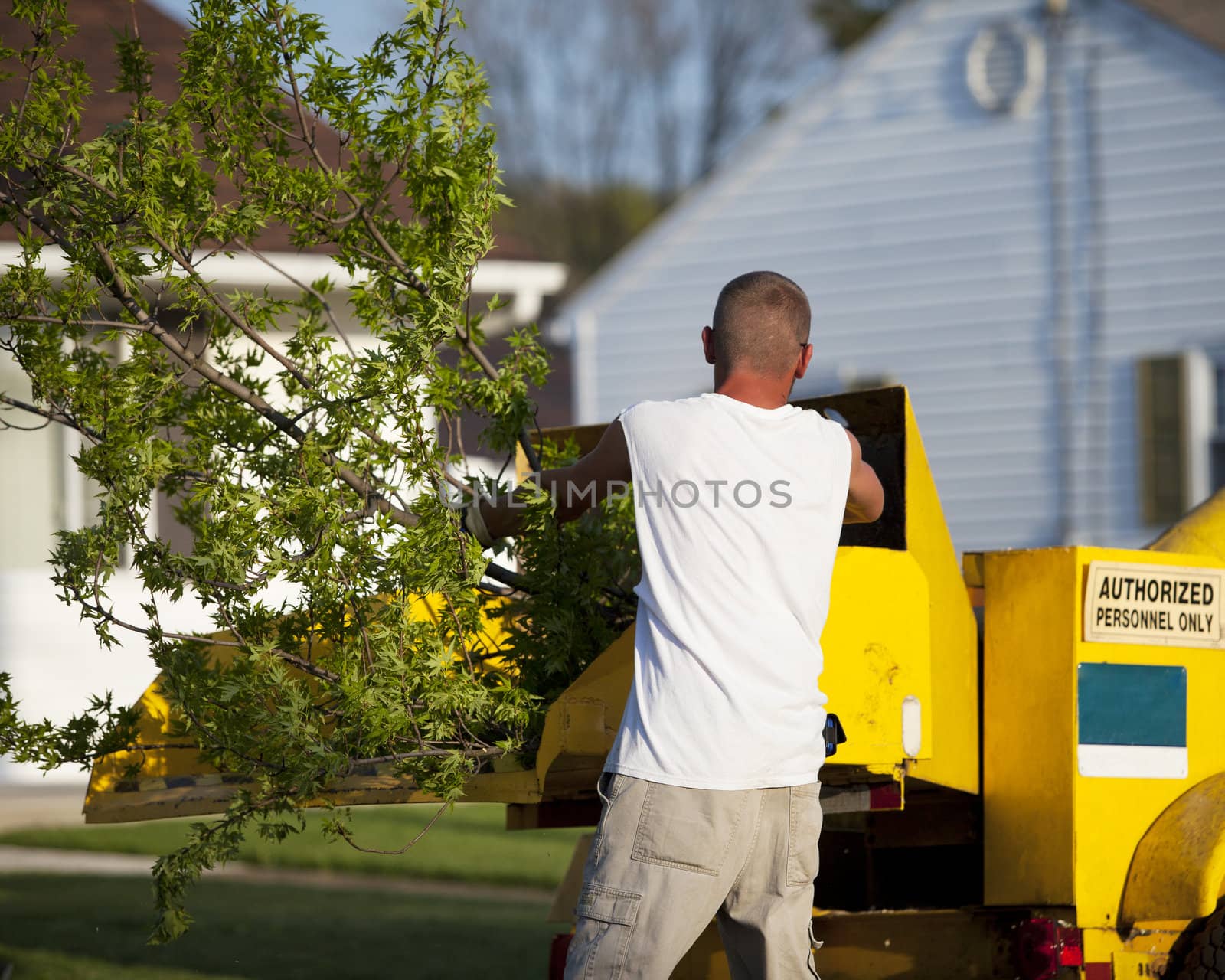 Man worker feeds large branch into a wood chipper 