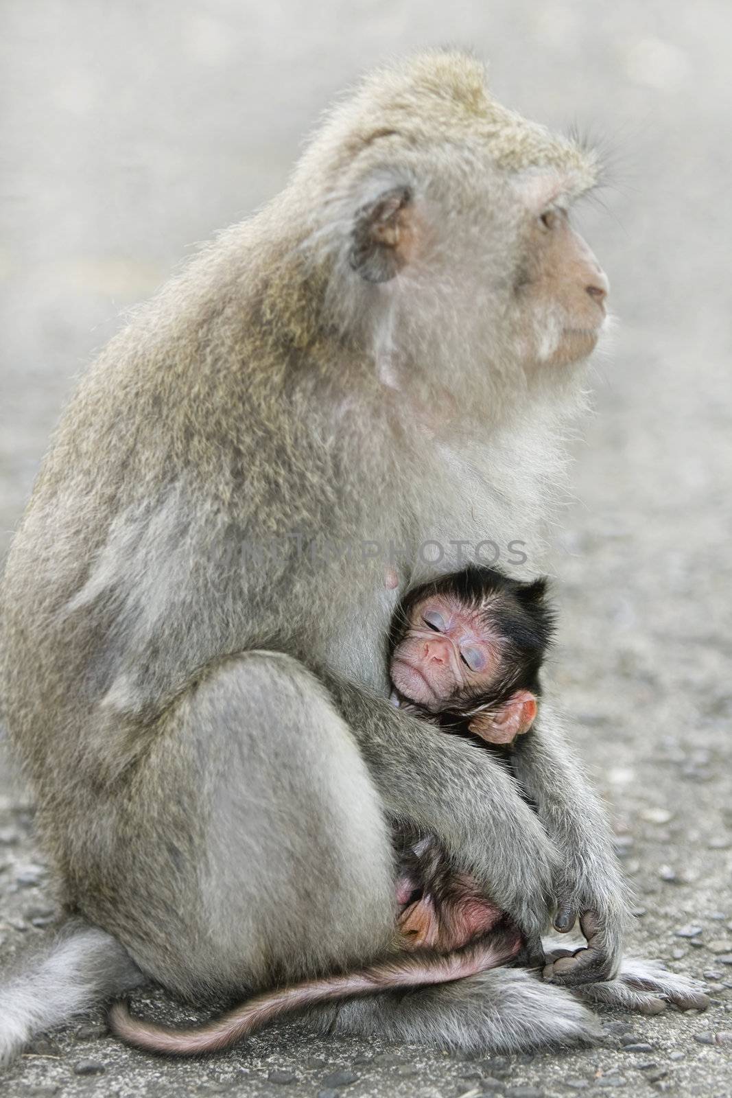 A newborn macaque monkey in Bali, Indonesia