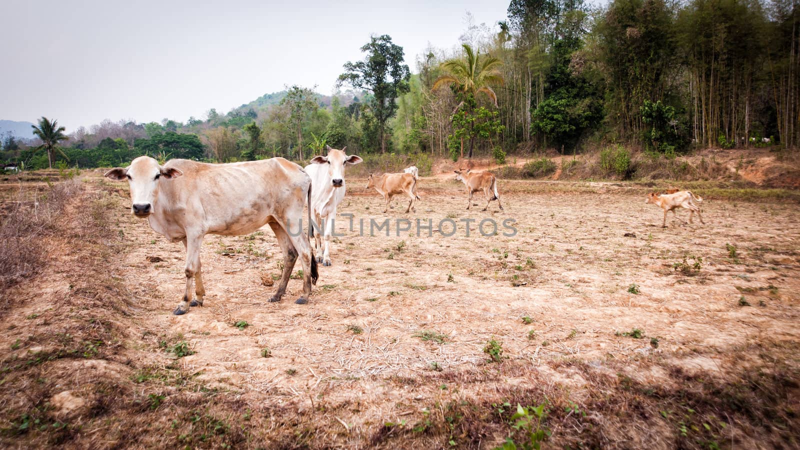 cow in field dry season in thailand by moggara12