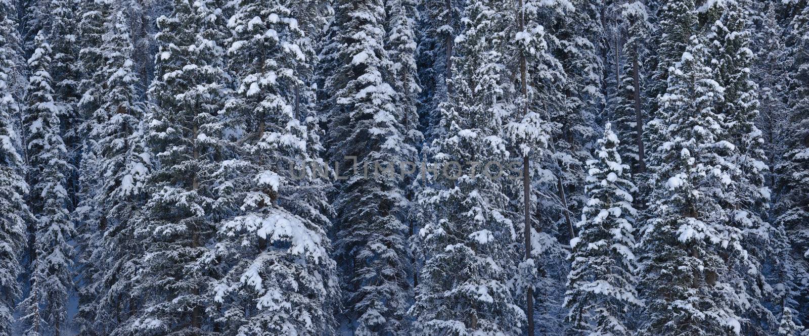 A dense coniferous forest after a snow storm, Gallatin National Forest, Montan, USA