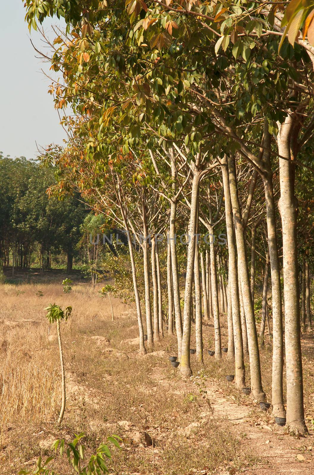 Rubber trees Nong Khai Province at Thailand.
