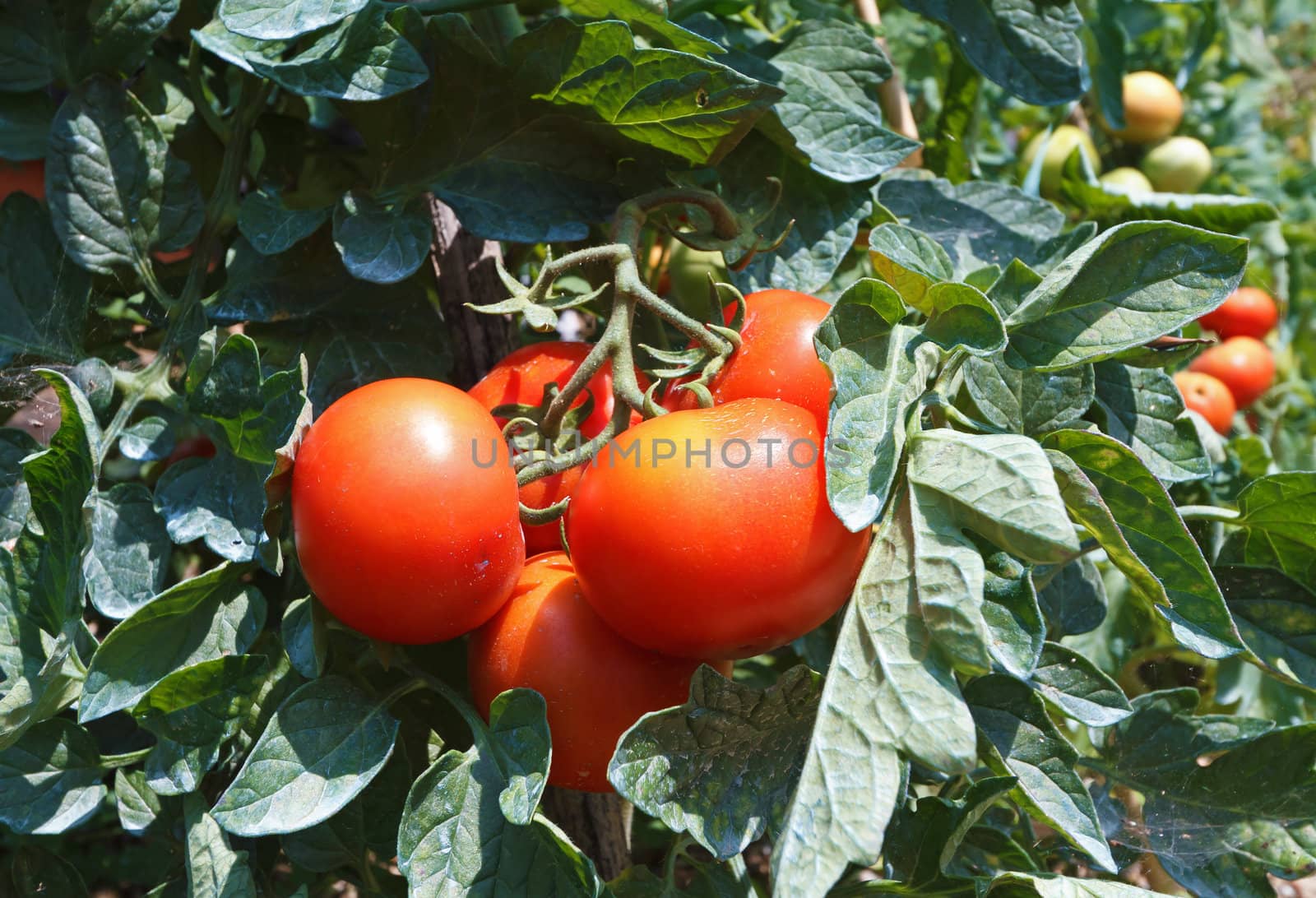 detail of tomato plant with ripe red fruits