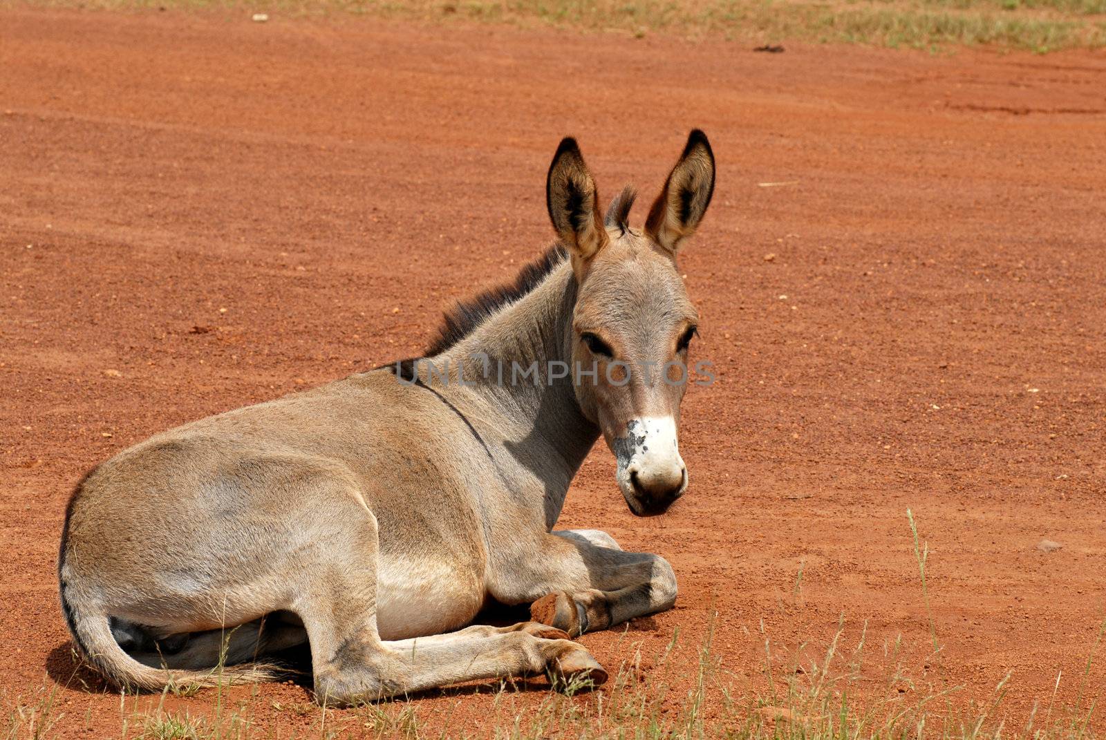 donkey by africa