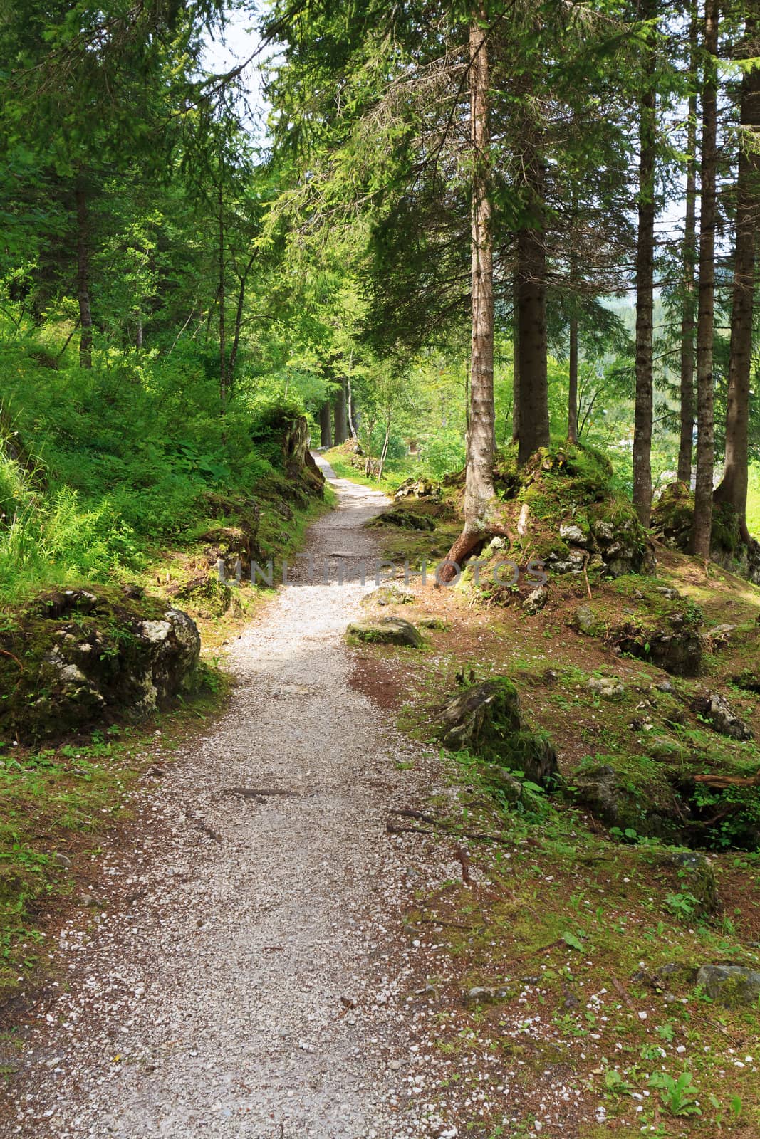 	alpine pathway through the forest on summer