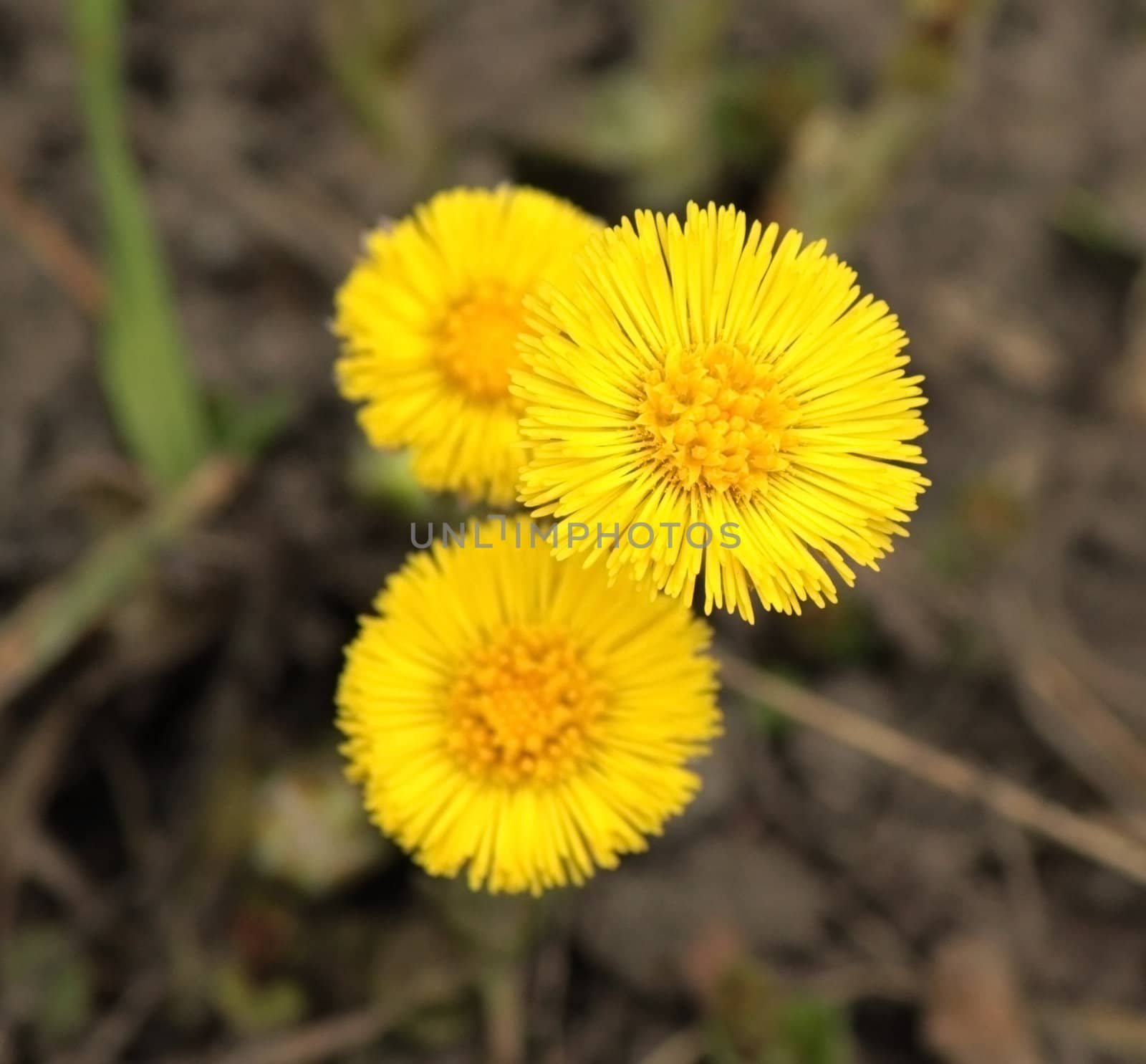 Three yellow spring foalfoots in the street