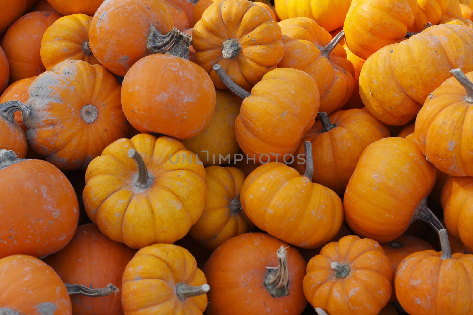 An orange pumpkin background for fall or Halloween