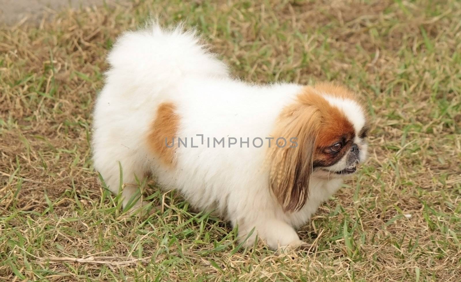 A white pekingese is walking on the street