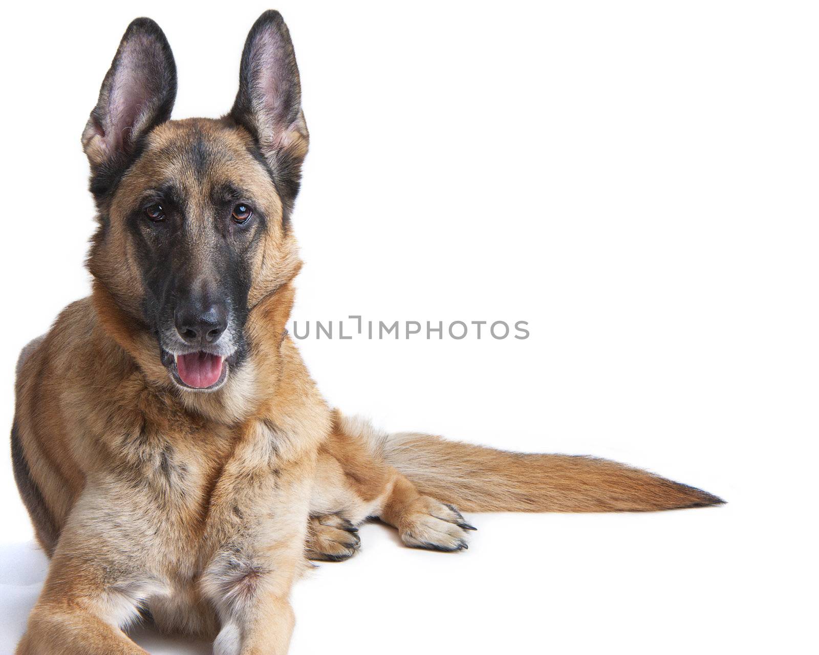 Female German Shepherd Dog on white laying down