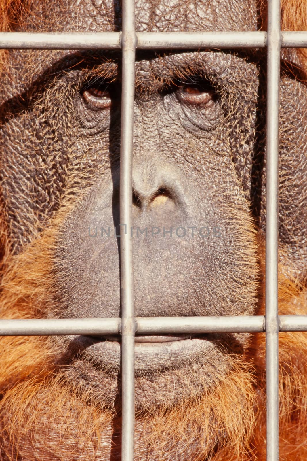 Orangutan watching from behind steel bars with sad expression on face.