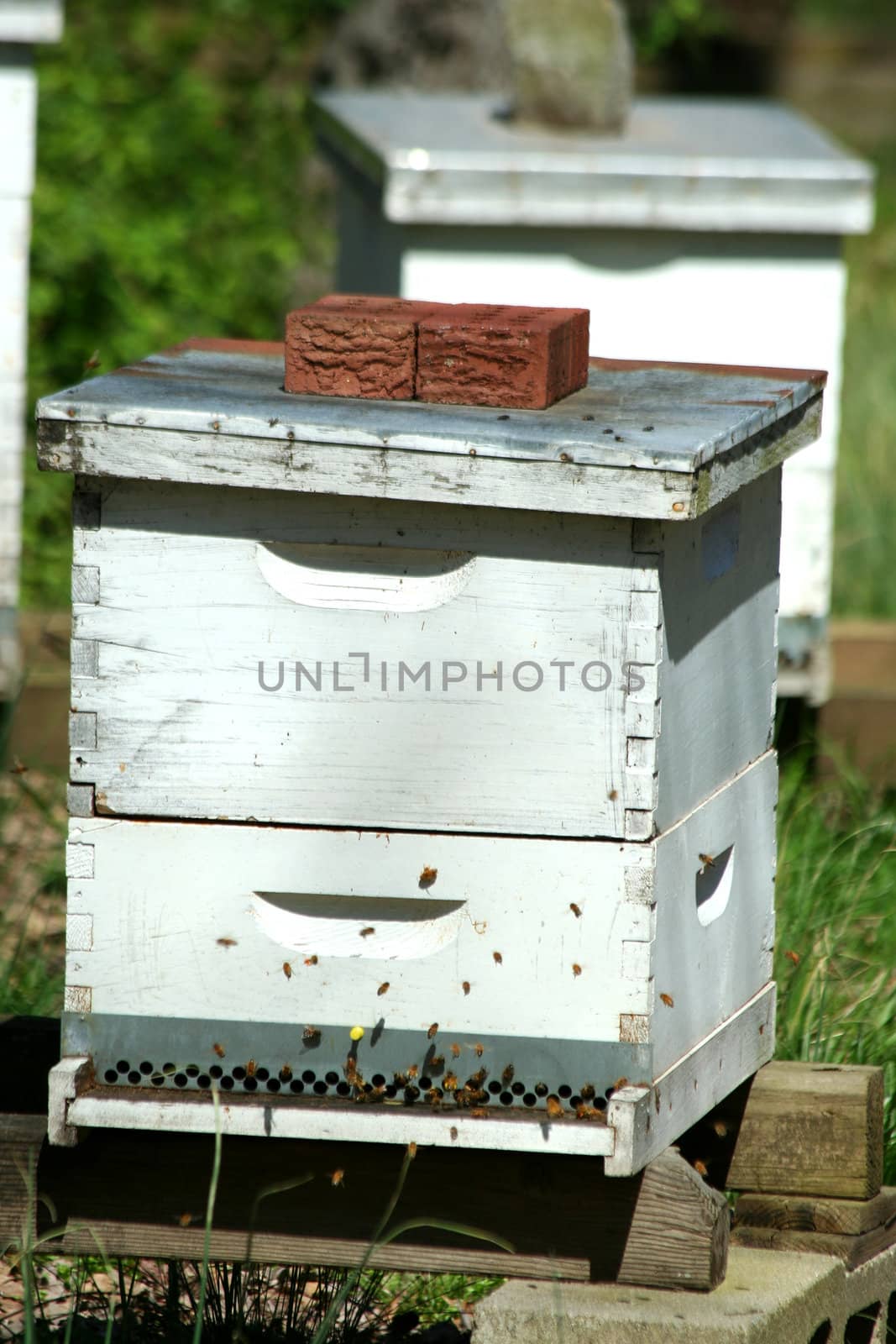 A image of a beehive colony