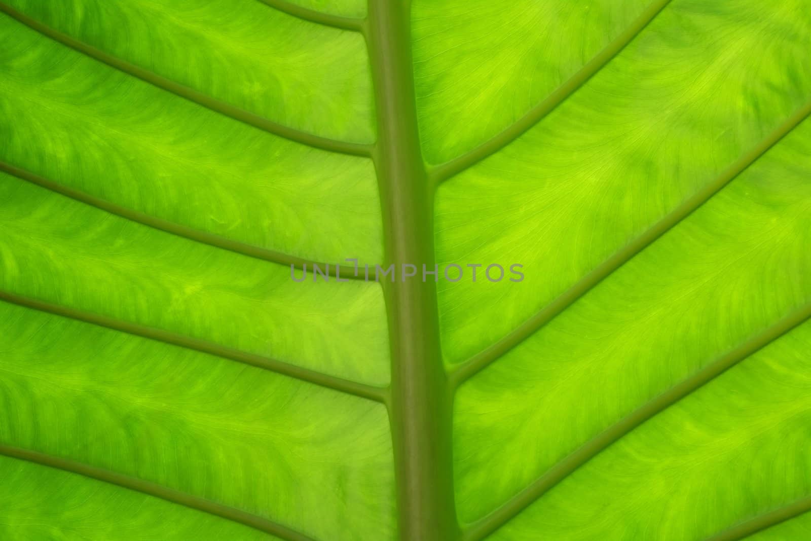 A background pattern of a green leaf