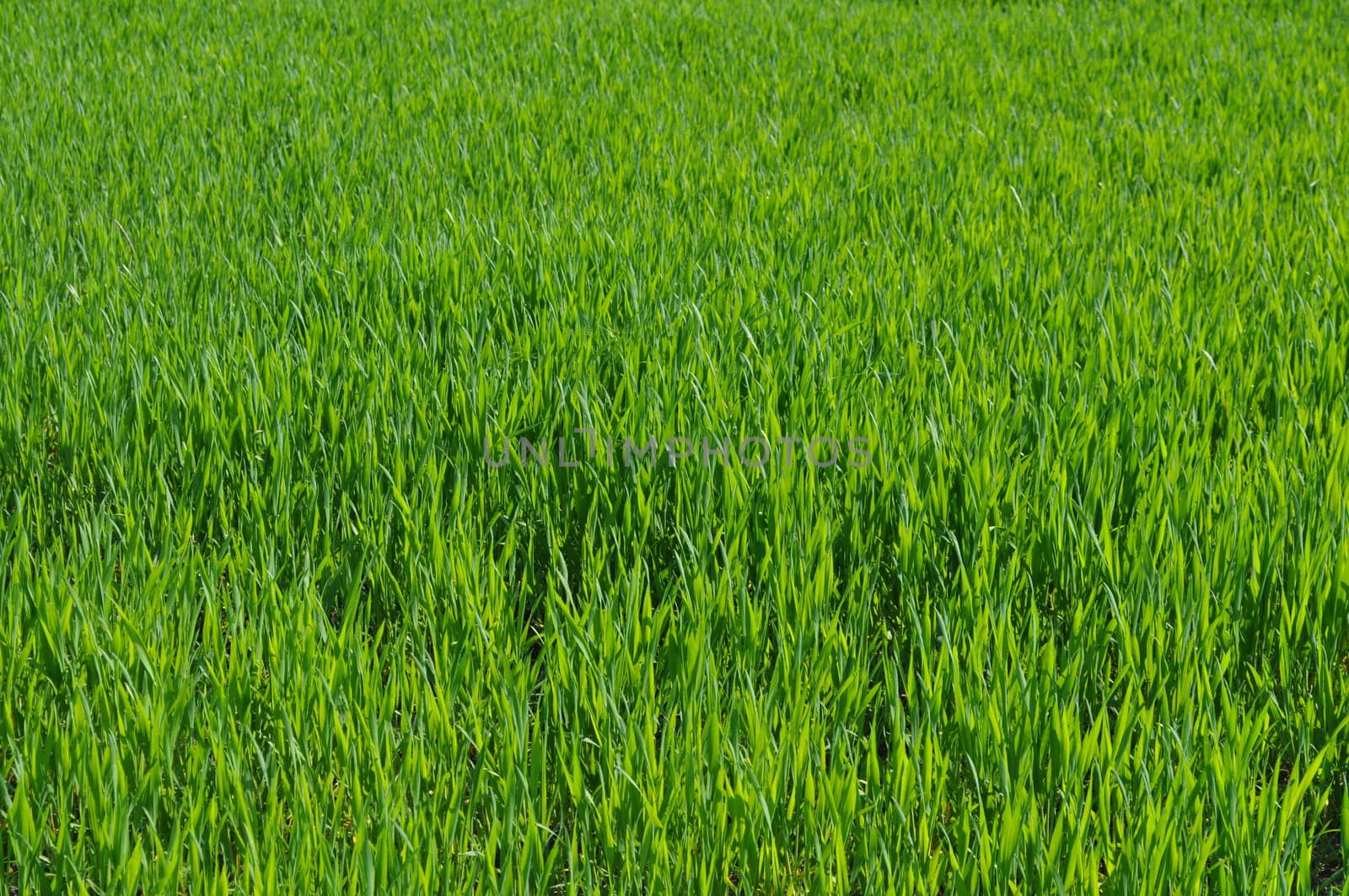 Green grass in meadow or lawn useful as a background