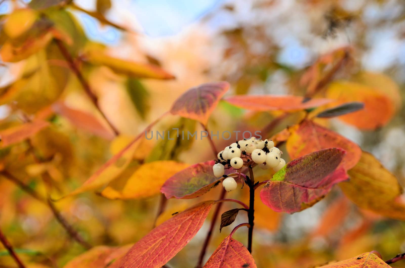 The photo shows a bush of white fruits and colorful leaves.