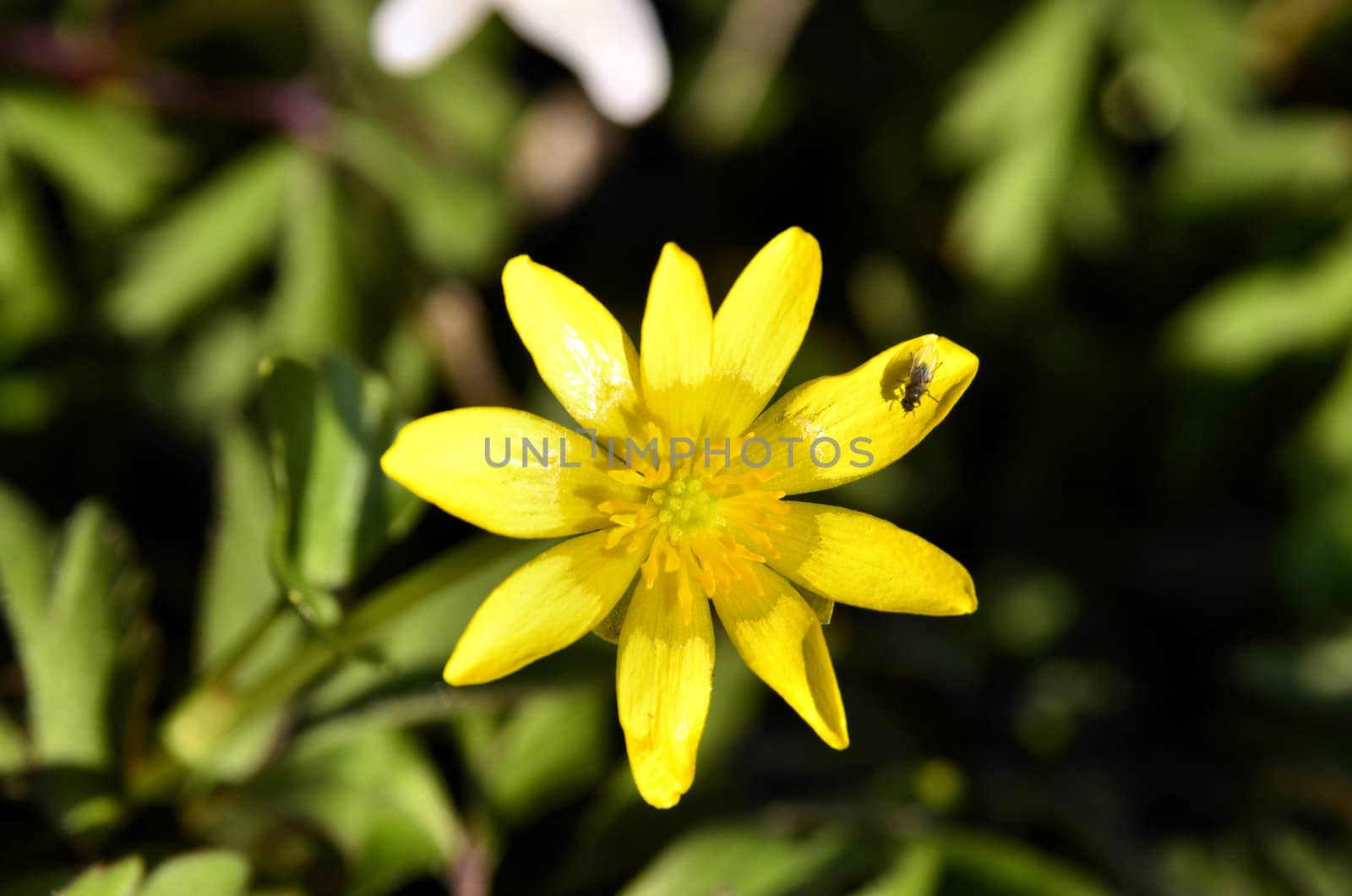 The picture shows pilewort one yellow flower blooming in the meadow.