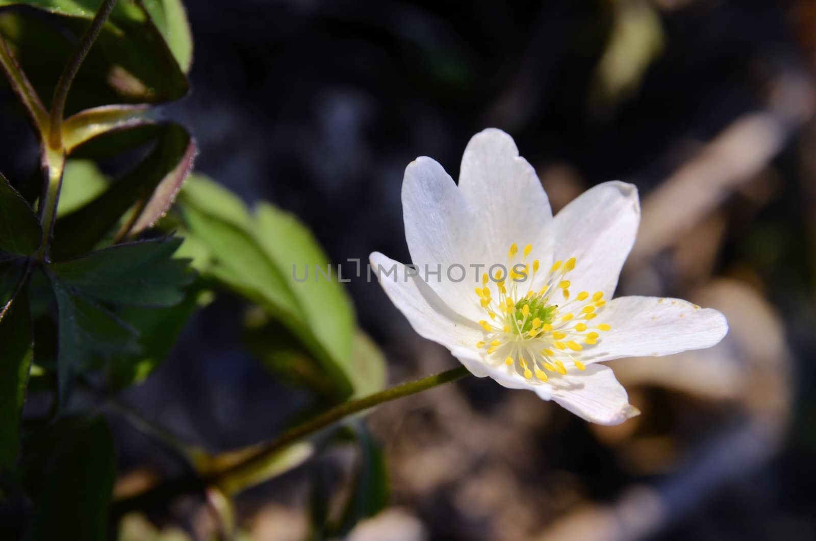 The picture shows a flower anemone one wchite flower blooming in the meadow.