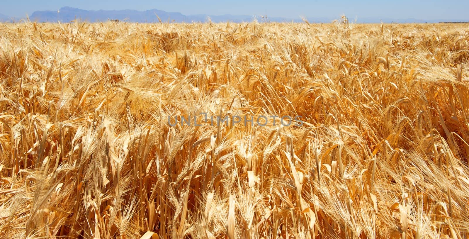 Golden Field of Wheat by pixelsnap