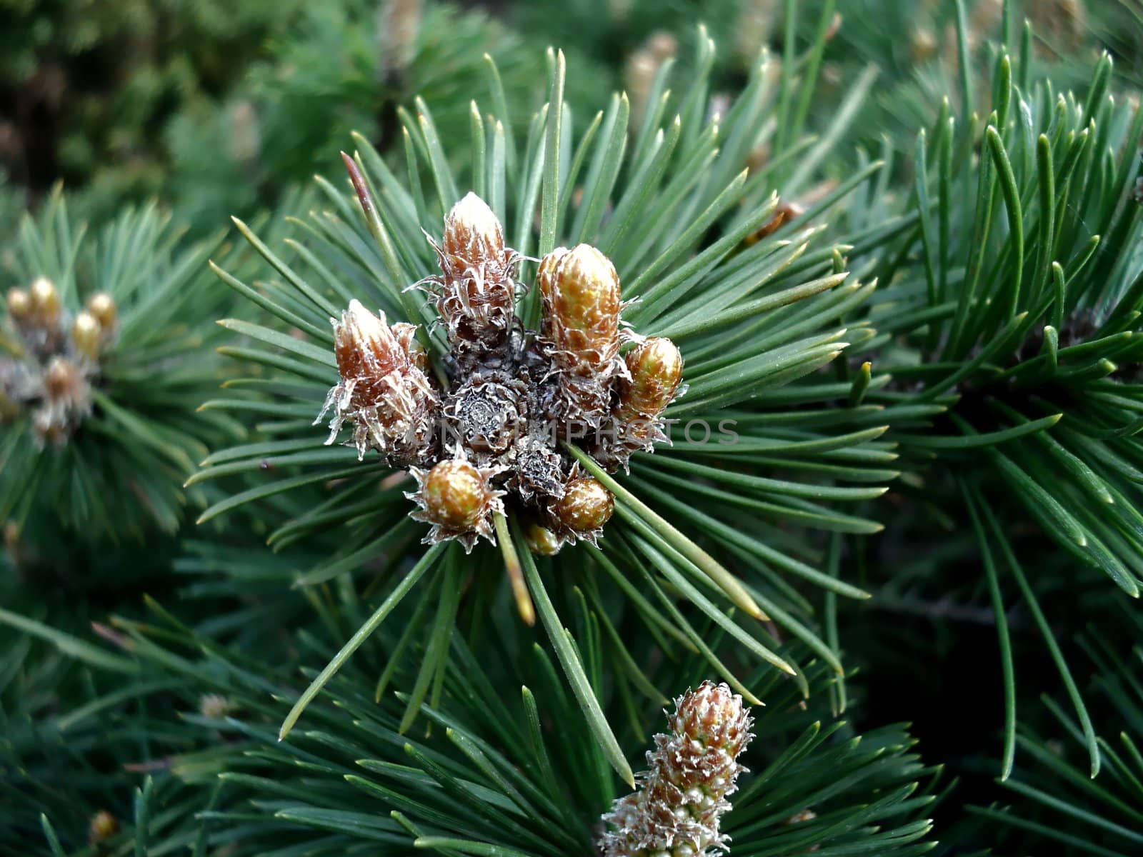 The general form of the flower of coniferous tree