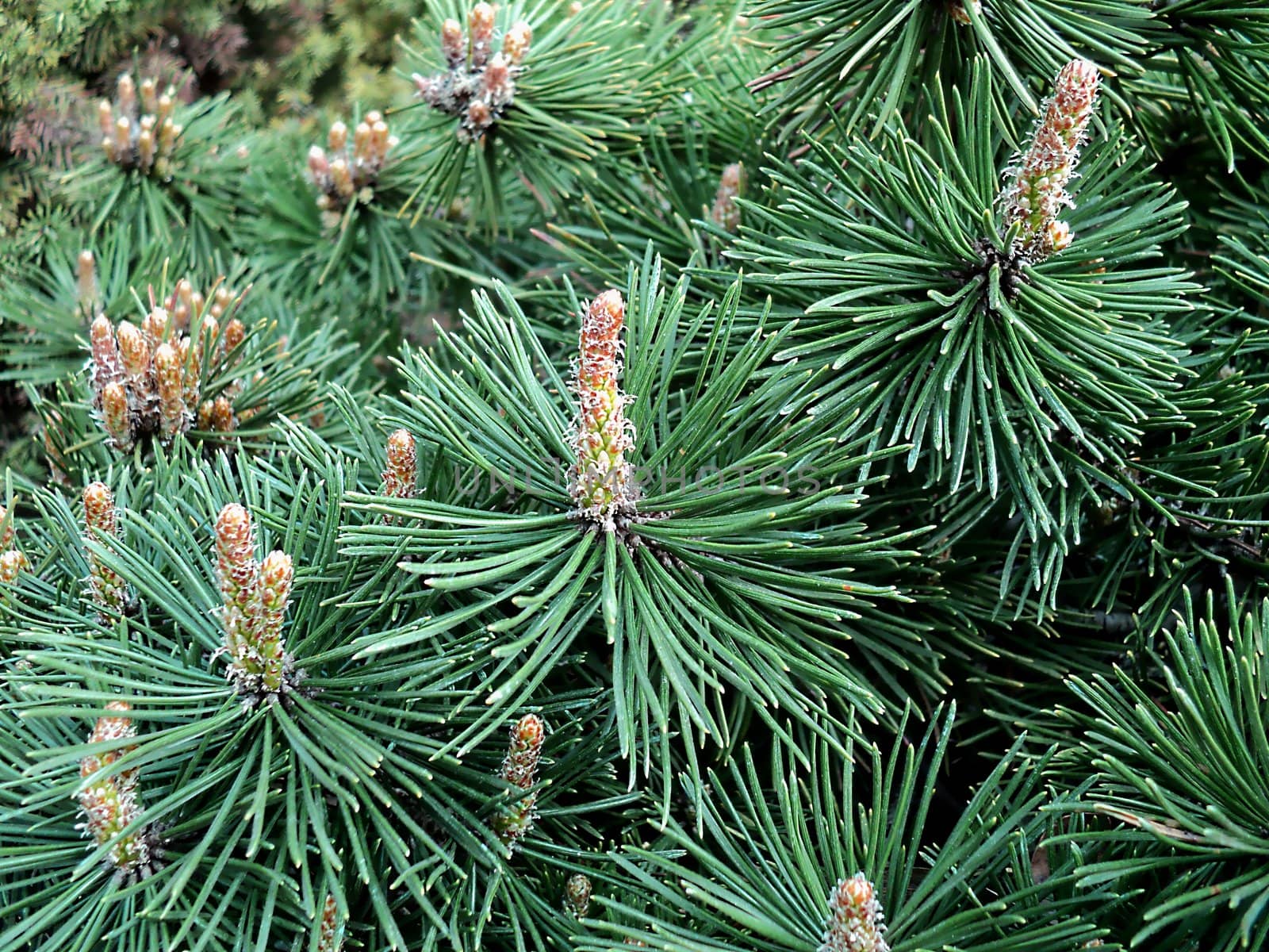General view of the flowers of coniferous tree