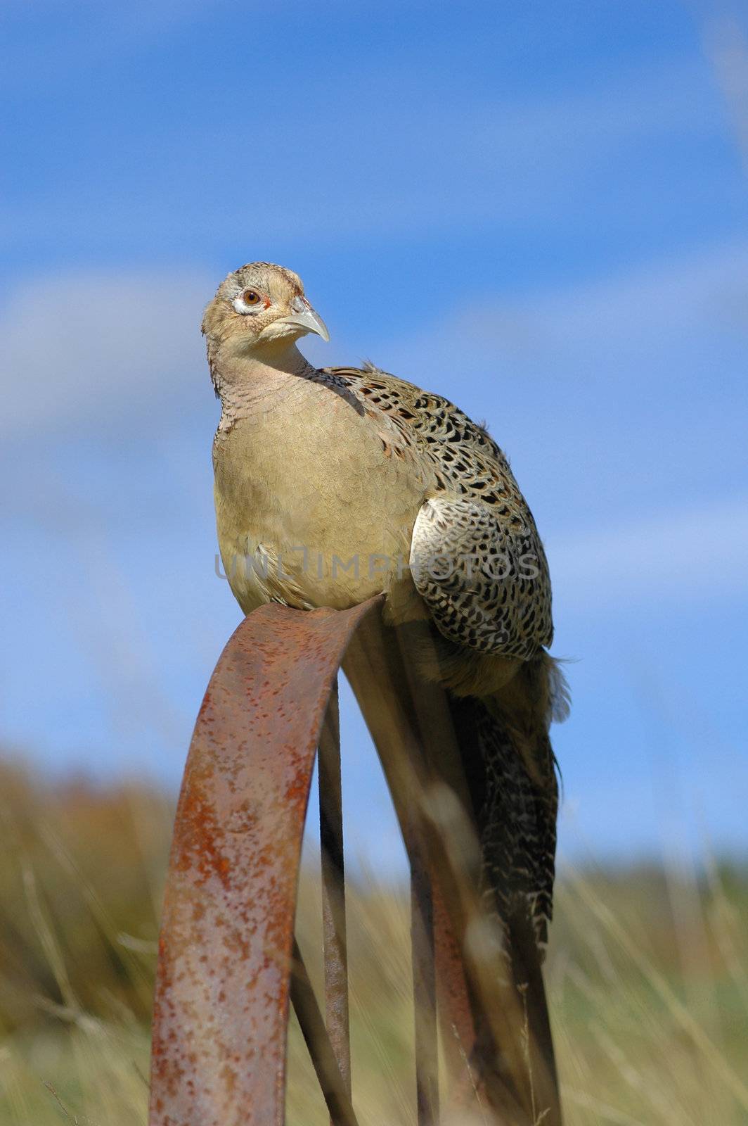 Ring-necked female pheasant (Phasianus colehicus)