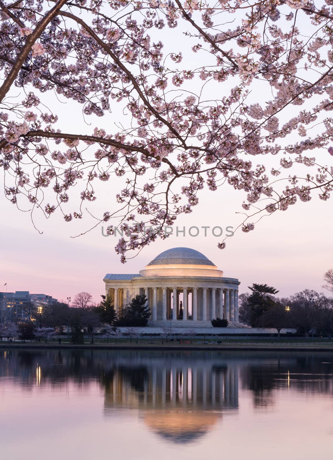 Jefferson Memorial at dawn by Tidal Basin and surrounded by pink Japanese Cherry blossoms with the monument lit by the rising sun at dawn
