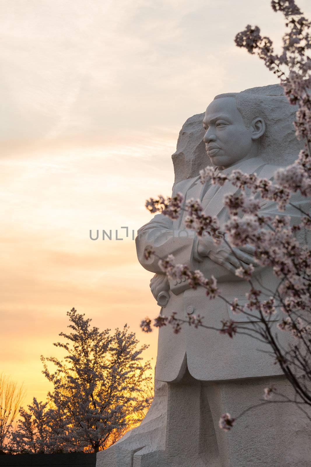 WASHINGTON DC - APRIL 8: The monument to Dr Martin Luther King in Washington DC surrounded by cherry blossoms on April 8, 2013. The memorial opened to the public on August 22, 2011.