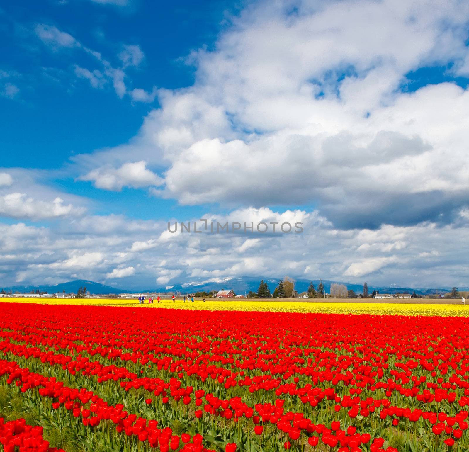 Red tulip field with yellow flowers and blue sky.