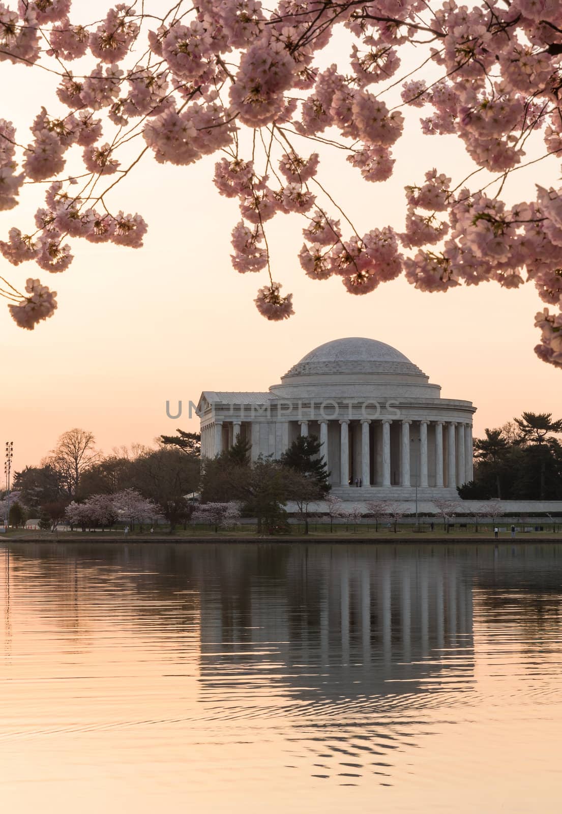 Jefferson Memorial at dawn by Tidal Basin and surrounded by pink Japanese Cherry blossoms with the monument lit by the rising sun at dawn