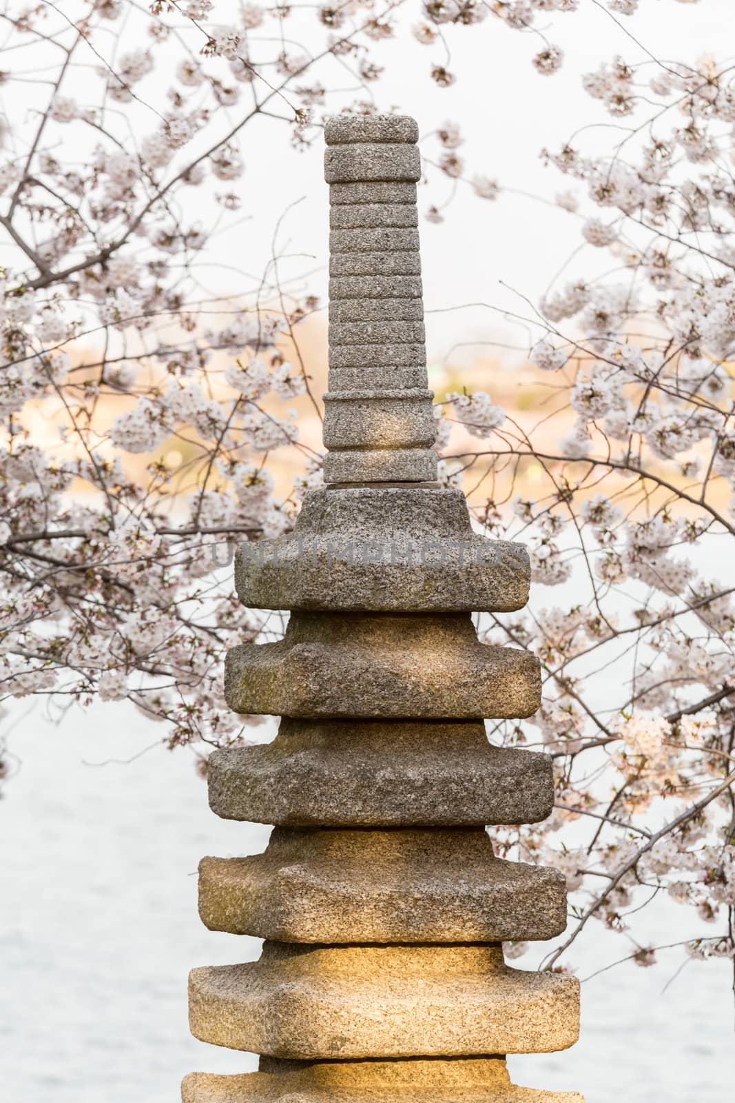 Stone monument by Tidal Basin and surrounded by pink Japanese Cherry blossoms in Washington DC in spring